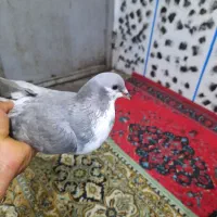 کبوتر دورگ وتکپر