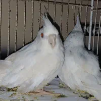 جوجه عروس هلندی ۶ ماهه با قفس