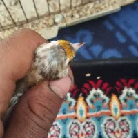 جوجه سهره دورگ سرسیاه معاوضه با سهره خاکی دارم|پرنده|مرودشت, فاز اول شهرک فرهنگیان|دیوار
