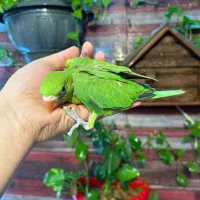 جوجه ملنگو سرلاکی طوطی ملنگو(باربد)