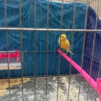 قناری نر|پرنده|نیشابور, دارایی|دیوار