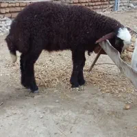 یک راس گوسفند بره دار بابره نر جوان دوشکم زا