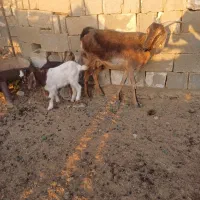 بز کهره دار دوقلو|حیوانات مزرعه|شیراز, شهرک گلستان شمالی|دیوار
