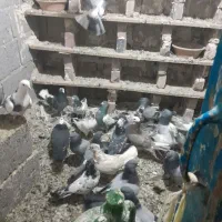 سالم و سرحال|پرنده|لیلان, |دیوار