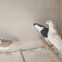 جوجه خوشرنگ|پرنده|خمینی‌شهر, |دیوار