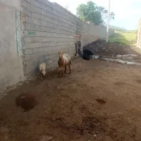 قوچ دوشیره مغان