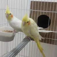 طوطی عروس هلندی نر وماده|پرنده|بهبهان, |دیوار