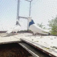 جفتگاه طوقی زات هفت رنگ.|پرنده|نصر آباد, |دیوار