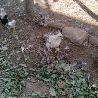 جوجه فری زیبا کمیاب قابل معاوضه|حیوانات مزرعه|جوین, |دیوار