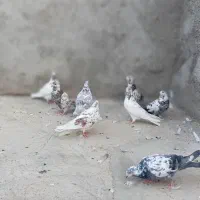 کفترپرشی یزدی|پرنده|یزد, |دیوار
