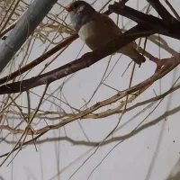 فنچ رنگ پاستیل|پرنده|اهواز, منازل کارون|دیوار