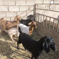 فروش سه بزغاله ماده|حیوانات مزرعه|خور (اصفهان), |دیوار