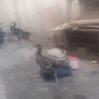 ،جفت برزیلی،لاریمرغ وخروس|پرنده|قدس, شهرک صنعتی زاگرس|دیوار