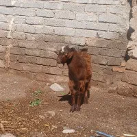 یک دانه کهر نهر چاق و خوب