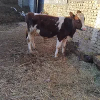 گوساله نر قرمز سیمنتال شرابی گاو|حیوانات مزرعه|تبریز, |دیوار