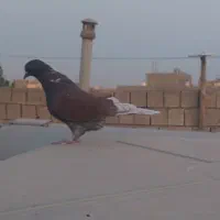 ماده سرخ کاشونی