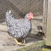 خروس ۳ ماهه از نژاد آمروک