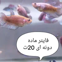 فایتر نر دونه ای 50ت فایتر ماده دونه ای 20|ماهی|مشهد, بهاران|دیوار