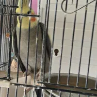 عروس هلندی لوتینو وسینامون با۲قفس ولوازم|پرنده|فردیس, فردیس|دیوار