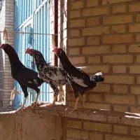 مرغ لاری|حیوانات مزرعه|جوادآباد, |دیوار