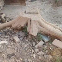 کنده درخت|مجسمه، تندیس، ماکت|اصفهان, ردان|دیوار