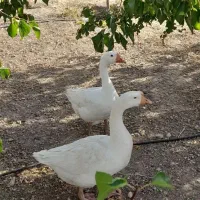 قو غاز سفید2عدد