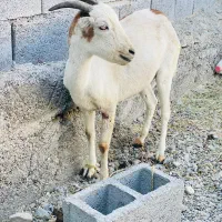 گوسفند آبستن|حیوانات مزرعه|رودان, |دیوار