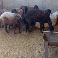 میش.. گوسفند..بره|حیوانات مزرعه|یزد, |دیوار