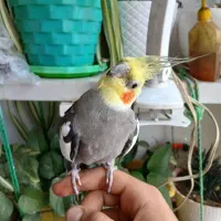 عروس هلندی جفت مولد|پرنده|رودهن, |دیوار