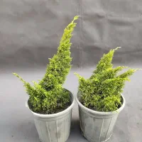 دم روباهی طلایی، گیاه خاص و مقاوم با ۵۰٪ تخفیف|گل و گیاه طبیعی|تهران, صادقیه|دیوار