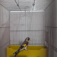 سهره جوجه سال نوک سفید مست بخون