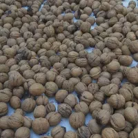 فروش گردو خشک