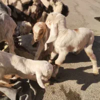 کهره شیری و بره شیری