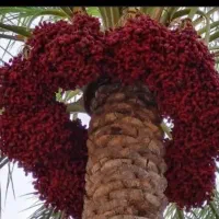 خوشه بندی