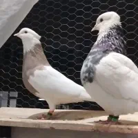 طوقی ، کبوتر ، پرنده|پرنده|پاکدشت, پاکدشت (مامازند)|دیوار