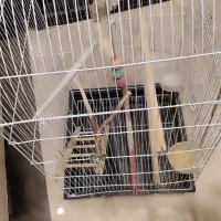قفس طوطی|لوازم جانبی حیوانات|تهران, شهمیرزادی|دیوار