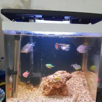 آکواریوم30×30|ماهی|مشهد, حضرت حجت|دیوار