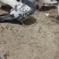 4عدد پاکستانی سه نر یه ماده