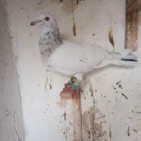 کبوتر هفرنگ پرشی ضربه به شرط پرش نر|پرنده|سبزوار, فرهنگیان|دیوار