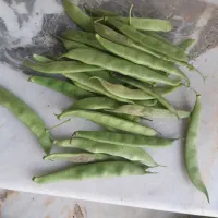 باقالی باقلا درختی گوشتی|خوردنی و آشامیدنی|ماکلوان, |دیوار