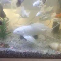 ماهی کوی پلاتینیوم