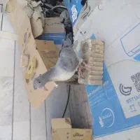 کفتر کبوتر یه جوجه سرور و یه طوق سرخ دوبر قفل