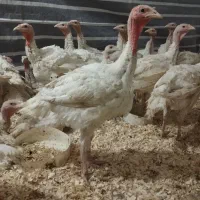 فروش بوقلمون درحال وزن گیری