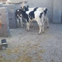 گوساله نر وماده|حیوانات مزرعه|تربت جام, میان جام|دیوار