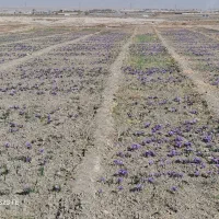 چهارده-هزار-متر-زمین-زعفران-با-آب-شاهنامه-61