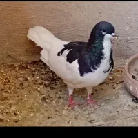 کفتر خوشرنگ