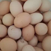 تخم مرغ نطفه دار محلی پابر و مرندی و جاجی