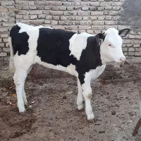 سیمینتال ۱۰۰کیلو الی ۳۰۰کیلو بفروش میرسد|حیوانات مزرعه|قم, جوی شور|دیوار