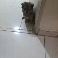 سگ پامر خرسی 2 ماهه|سگ|تهران, فلاح|دیوار