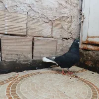 کفتر